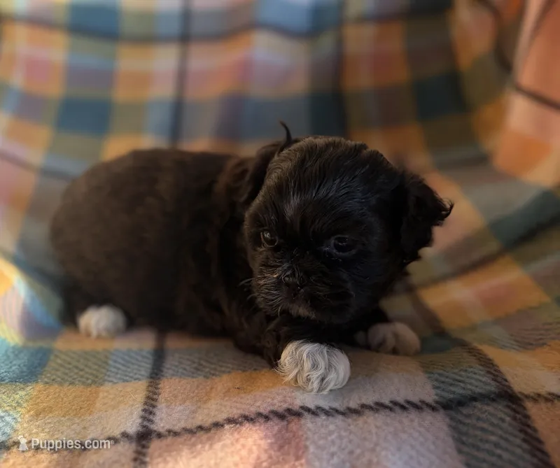 Mike – Shih Tzu puppy for sale in Bailey, NC