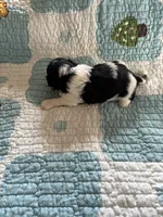 Milo, a male Shih Tzu for sale in Bailey, NC – 2 of 2
