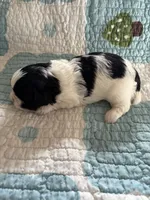Miko, a male Shih Tzu for sale in Bailey, NC – 2 of 2
