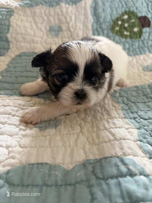 Molly – Shih Tzu puppy for sale in Bailey, NC