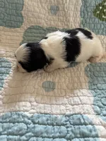 Mily, a female Shih Tzu for sale in Bailey, NC – 2 of 2