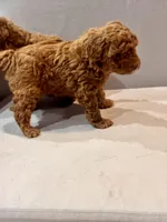 N/A, a male Poodle - Toy  for sale in Fullerton, CA – Photo 3 of 3