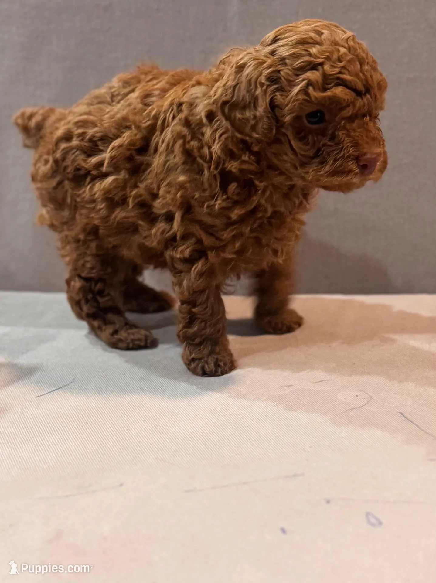 N/A – Poodle - Toy  puppy for sale in Fullerton, CA