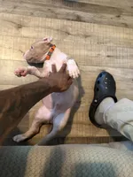 Rollie, a male American Bully for sale in New York City, NY – 4 of 6