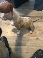 Rex, a male American Bully for sale in New York City, NY – 6 of 8