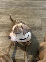 Spottie, a male American Bully for sale in New York City, NY – 3 of 6