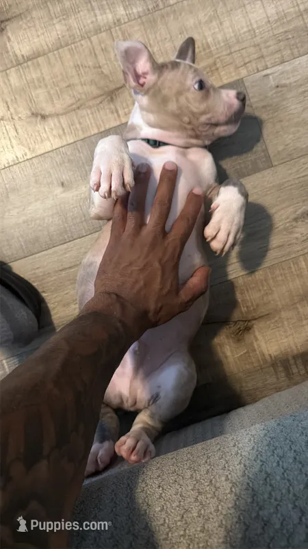 Spottie – American Bully puppy for sale in New York City, NY