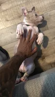 Spottie, a male American Bully for sale in New York City, NY – 1 of 6
