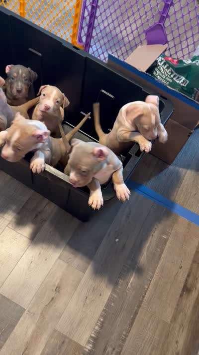 Prince, a male American Bully for sale in New York City, NY – 7 of 7