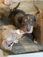 Bruce , a male American Bully for sale in New York City, NY – 4 of 9