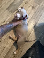 Precious , a female American Bully for sale in New York City, NY – 4 of 6