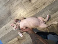 Dior, a female American Bully for sale in New York City, NY – 4 of 7