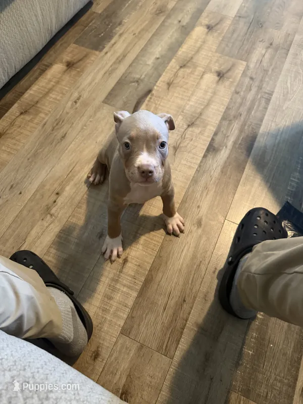 Precious  – American Bully puppy for sale in Uniondale, NY