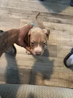 Baby queen, a female American Bully for sale in New York City, NY – 5 of 9
