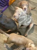 Princess, a female American Bully for sale in New York City, NY – 8 of 9