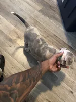 Spottie, a male American Bully for sale in New York City, NY – 4 of 6