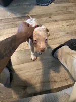 Rex, a male American Bully for sale in New York City, NY – 2 of 8