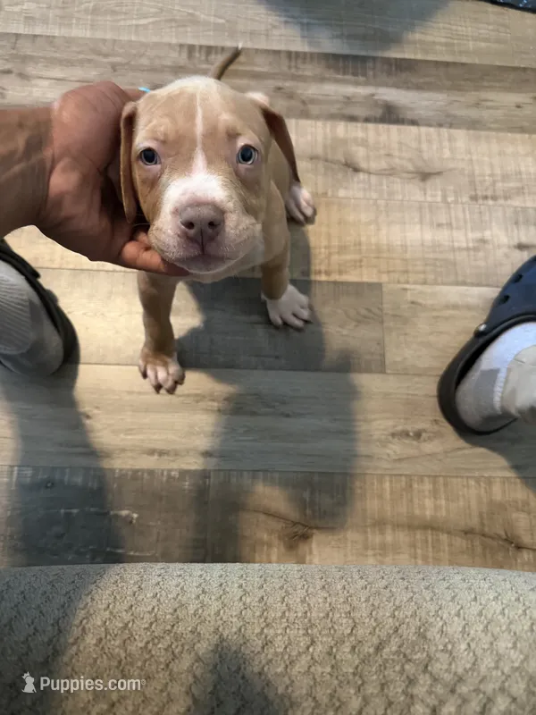 Baby queen – American Bully puppy for sale in New York City, NY