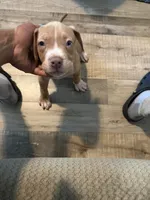 Baby queen, a female American Bully for sale in New York City, NY – 1 of 9