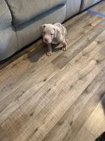 Princess, a female American Bully for sale in New York City, NY – 9 of 9