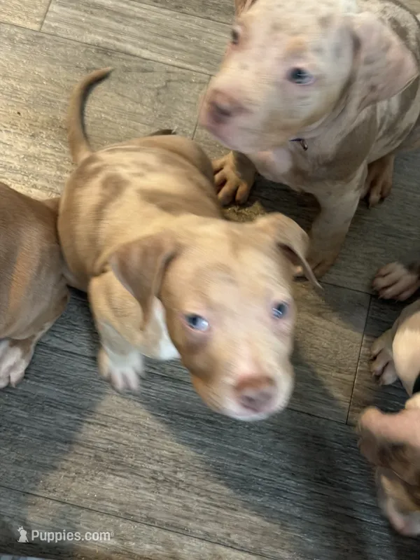 Rex – American Bully puppy for sale in New York City, NY