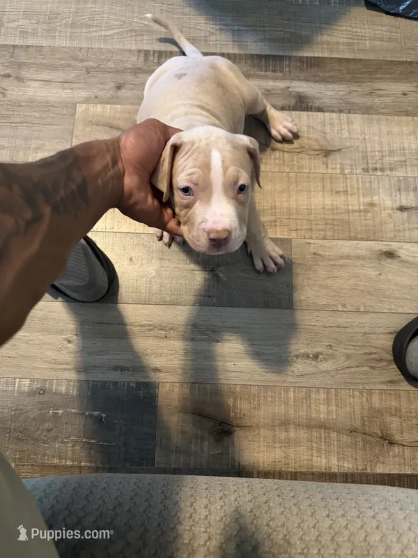Prince – American Bully puppy for sale in New York City, NY