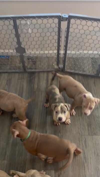 Spottie, a male American Bully for sale in New York City, NY – 6 of 6