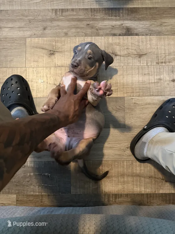 Bruce  – American Bully puppy for sale in New York City, NY