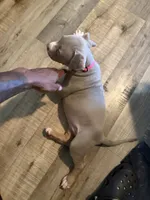 Precious , a female American Bully for sale in New York City, NY – 5 of 6