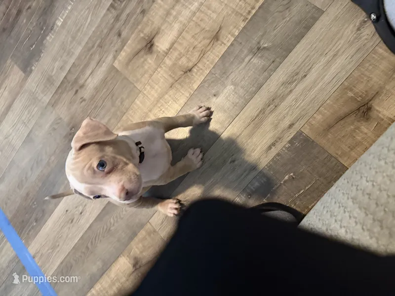 Dior – American Bully puppy for sale in New York City, NY