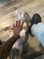Baby queen, a female American Bully for sale in New York City, NY – 7 of 9