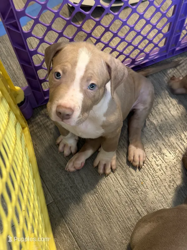 Rollie – American Bully puppy for sale in New York City, NY