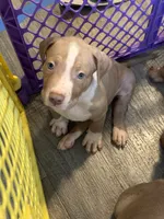 Rollie, a male American Bully for sale in New York City, NY – 1 of 6