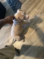 Prince, a male American Bully for sale in New York City, NY – 4 of 7