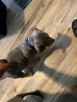 Bruce , a male American Bully for sale in New York City, NY – 2 of 9