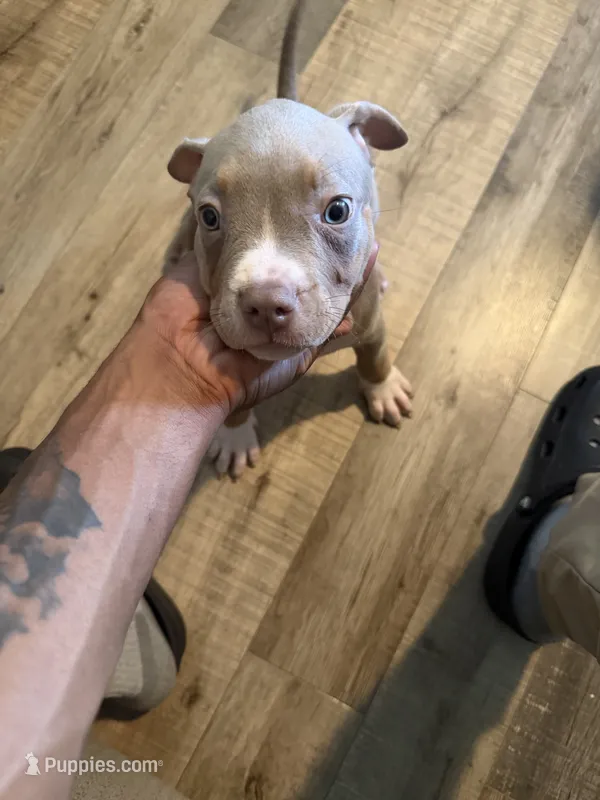 Precious  – American Bully puppy for sale in New York City, NY