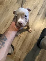 Precious , a female American Bully for sale in New York City, NY – 1 of 6