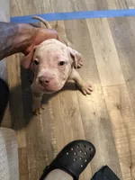 Princess, a female American Bully for sale in New York City, NY – 7 of 9