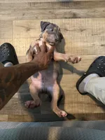 Bruce , a male American Bully for sale in New York City, NY – 8 of 9