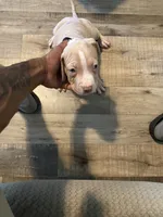 Prince, a male American Bully for sale in New York City, NY – 3 of 7