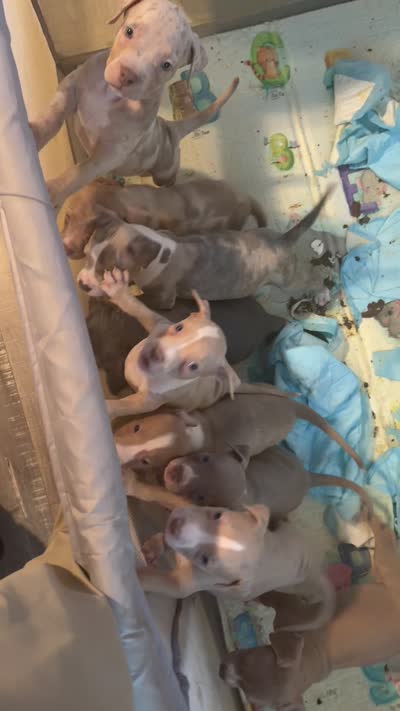 Dior, a female American Bully for sale in New York City, NY – 5 of 7