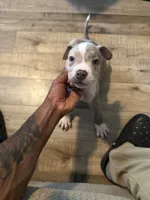 Spottie, a male American Bully for sale in New York City, NY – 2 of 6