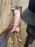 Precious , a female American Bully for sale in New York City, NY – 2 of 6