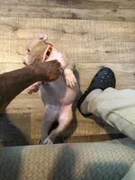 Rollie, a male American Bully for sale in New York City, NY – 6 of 6