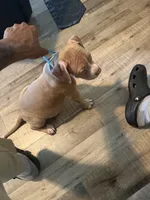 Baby queen, a female American Bully for sale in New York City, NY – 4 of 9