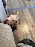 Princess, a female American Bully for sale in New York City, NY – 1 of 9