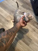 Spottie, a male American Bully for sale in New York City, NY – 5 of 6