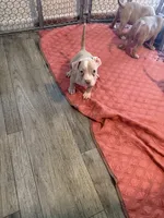 Princess, a female American Bully for sale in New York City, NY – 2 of 9