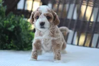 Milo, a male Bichon Frise and Poodle - Miniature  for sale in Carlisle, PA – Photo 3 of 7