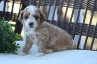 Milo, a male Bichon Frise and Poodle - Miniature  for sale in Carlisle, PA – Photo 4 of 7